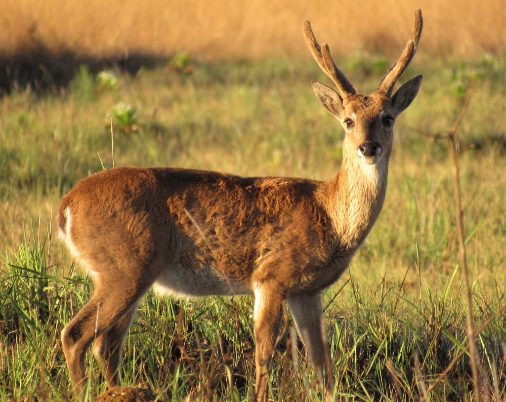 Macho Adulto de Veado Campeiro no Parque Nacional da Serra da Canastra