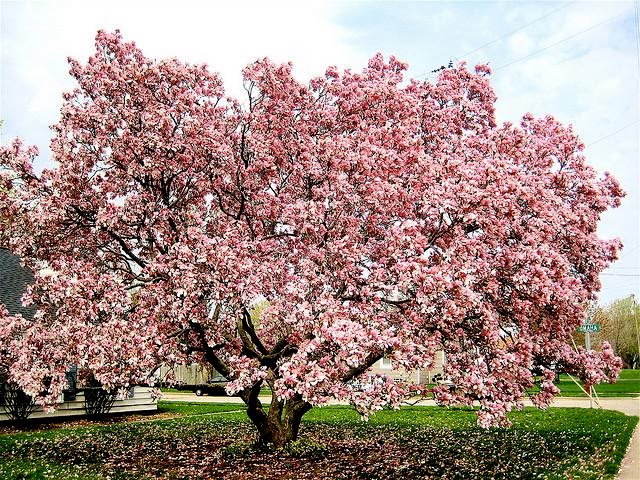 Magnólia Árvore: Altura, Raiz, Folhas, Fruta e Flores