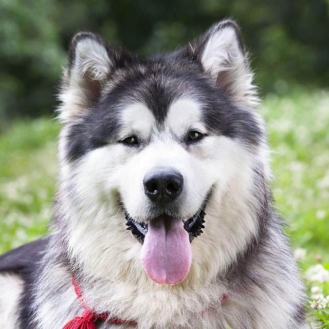 Malamute do Alasca