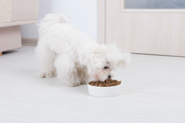 Maltês Comendo