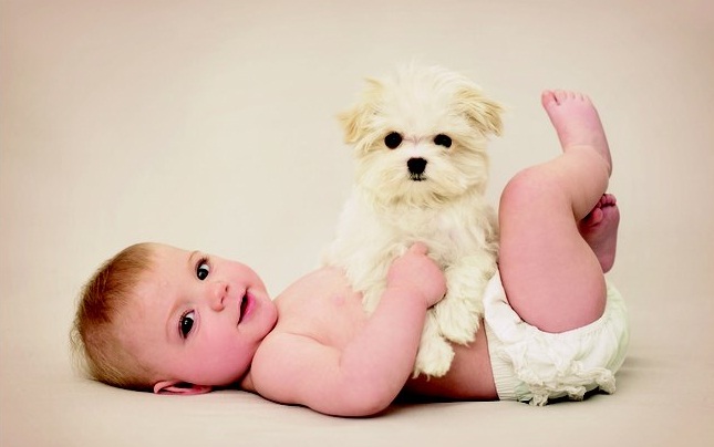 Maltês Junto Com um Bebê na Foto