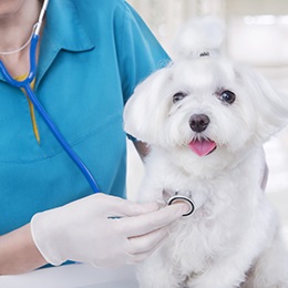 Maltês Recebendo Tratamento no Veterinário 