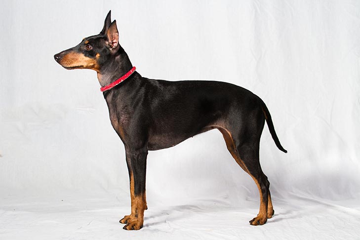 Manchester Terrier