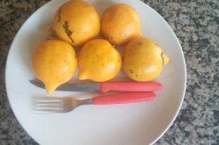 Mangostão Amarelo no Prato