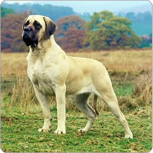 Mastiff