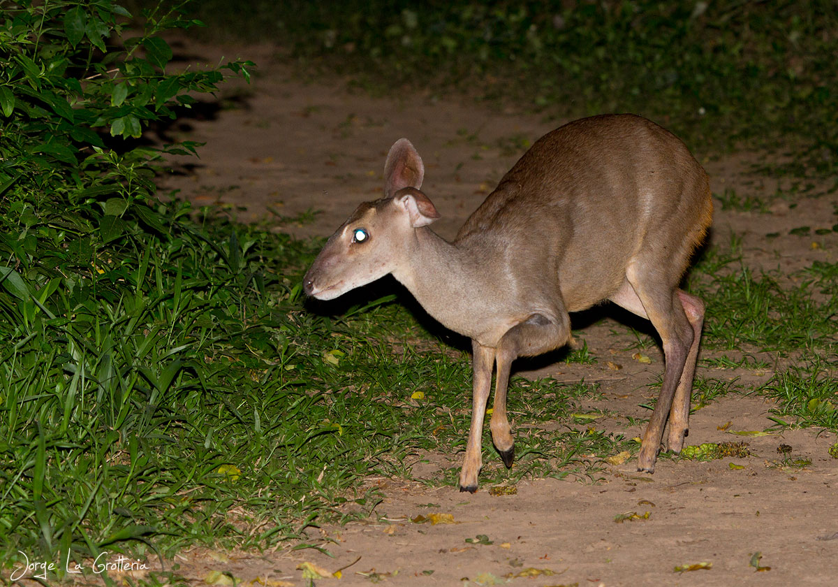 Mazama Gouazoubira