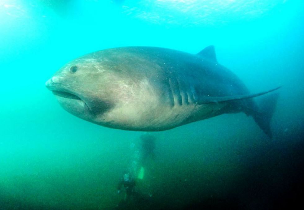 Megamouth Shark