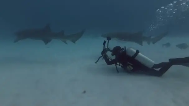 Mergulhador Junto Com Dois Tubarões Enfermeiro