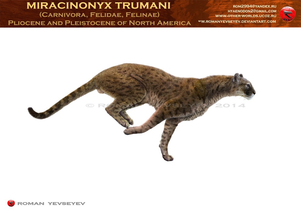 Miracinonyx Trumani