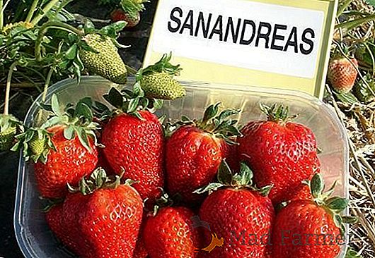 Morango Variedade San Andreas: Características, Mudas e Nome Científico