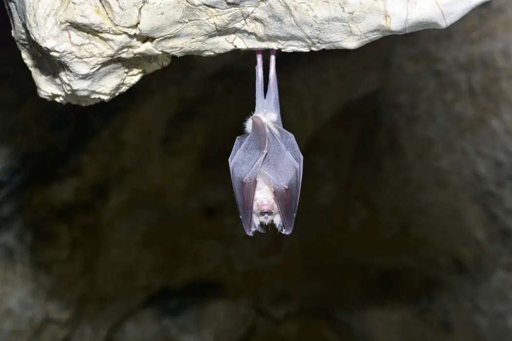 Morcego-Fantasma-Grande Dentro de uma Caverna