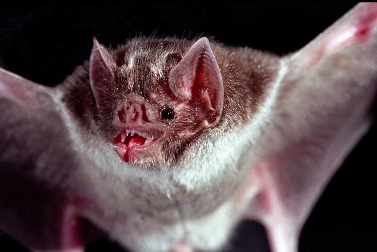 Morcego-Fantasma-Grande Fotografado de Perto