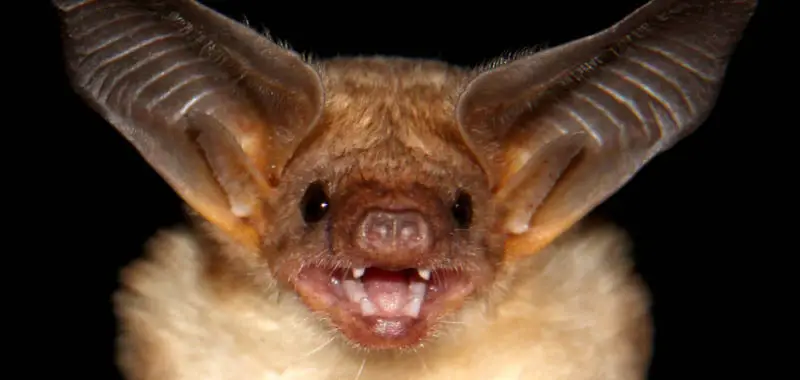 Morcego Orelhudo Castanho Fotografado de Frente
