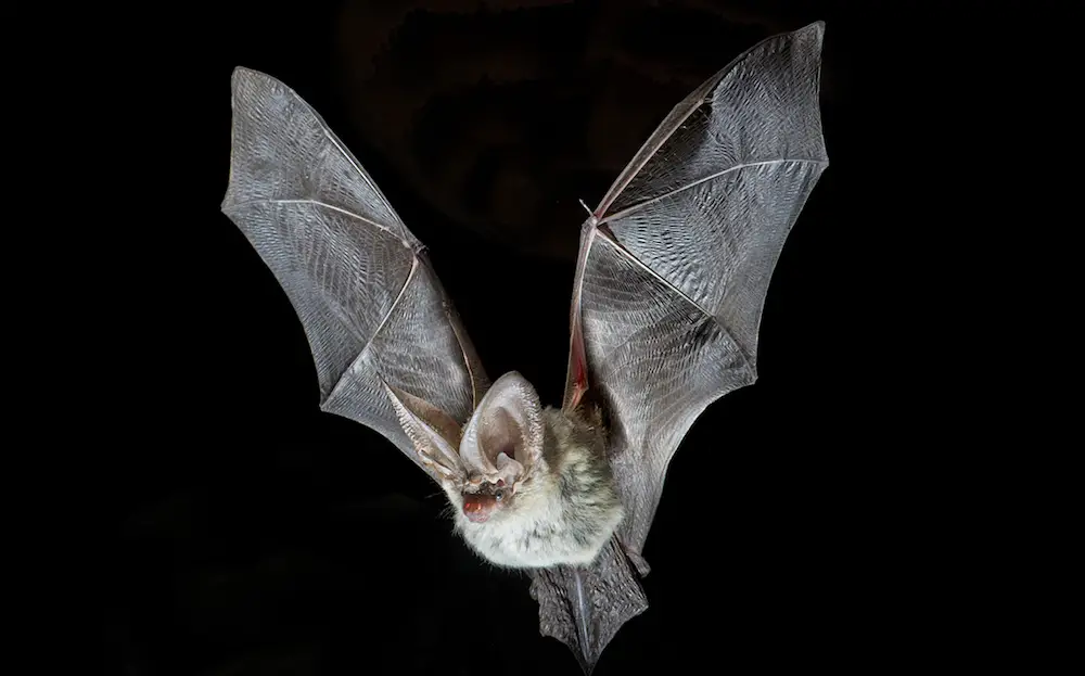 Morcego Orelhudo Castanho Voando