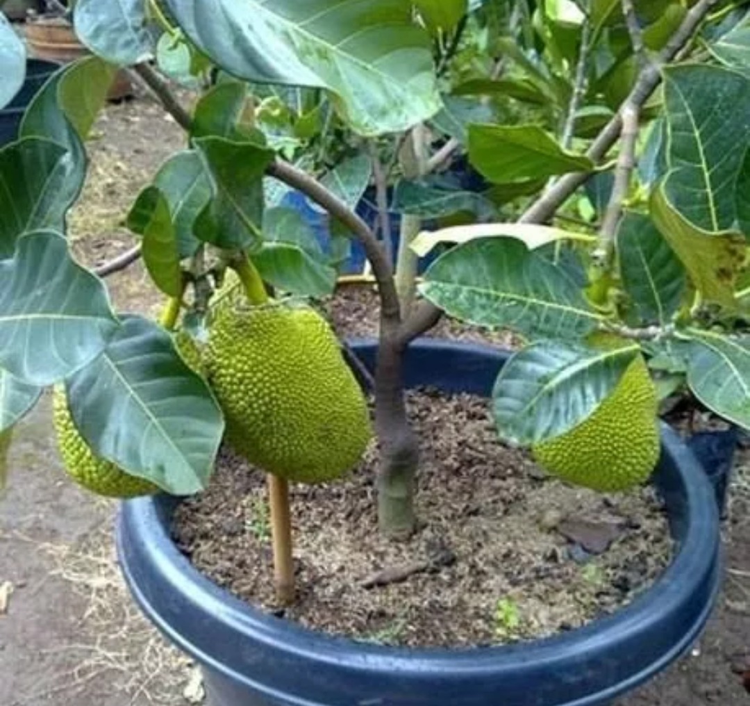 Выращивание фруктов в домашних условиях