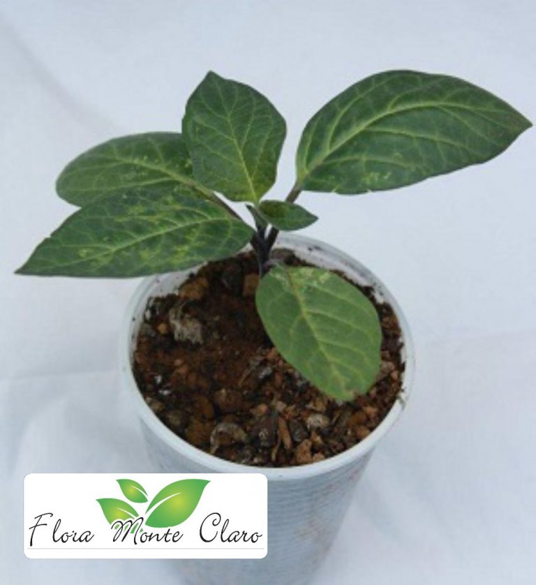 Flor Trombeta de Anjo Características, Chá, Alucinógeno e Droga Mundo Ecologia Flor Trombeta de Anjo Características, Chá, Alucinógeno e Droga Mundo Ecologia