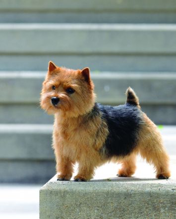 Norwich Terrier