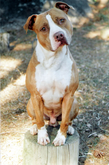 O Carinho que os Cães Precisam