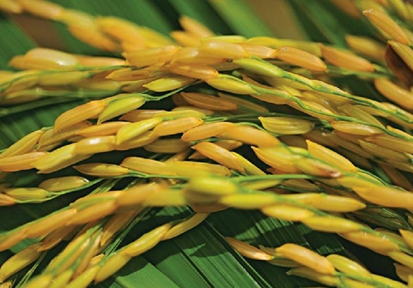 Classificação Botânica do Arroz e Caracterização