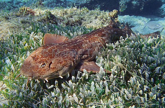 Orectolobus Hutchinsi