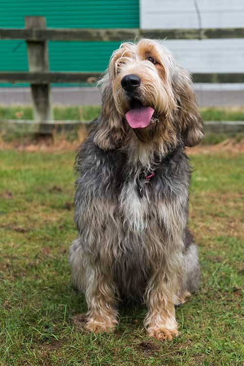 Otterhound