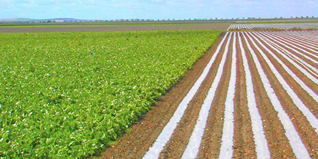 Sistema de Cultivo do Arroz e Espaçamento Para o Plantio