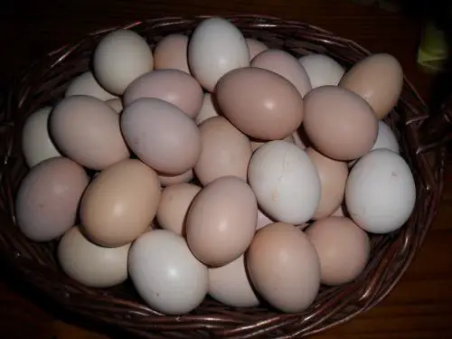Ovos de Galinha Sussex