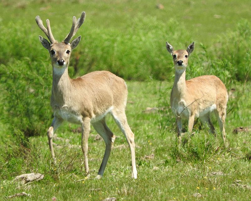 Ozotoceros Bezoarticus