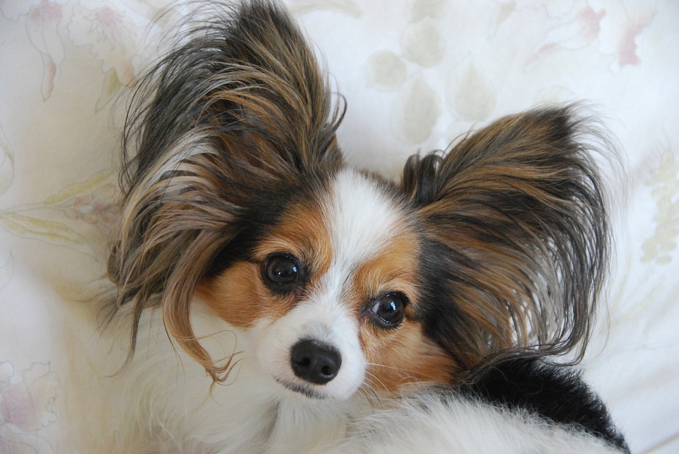 Top 10 Raças de Cachorros Mais Cheirosos Que Existem?