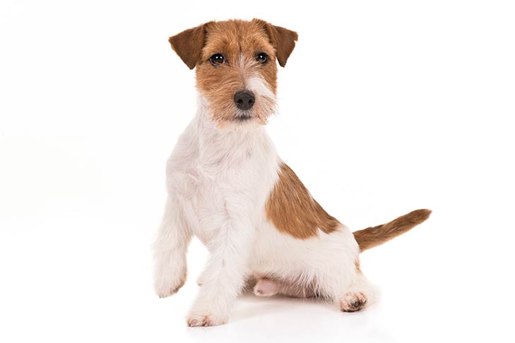 Parson Russell Terrier