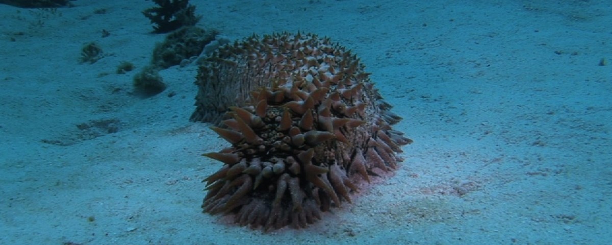 Árvore Respiratória Pepino do Mar: Como é a Sua Respiração?