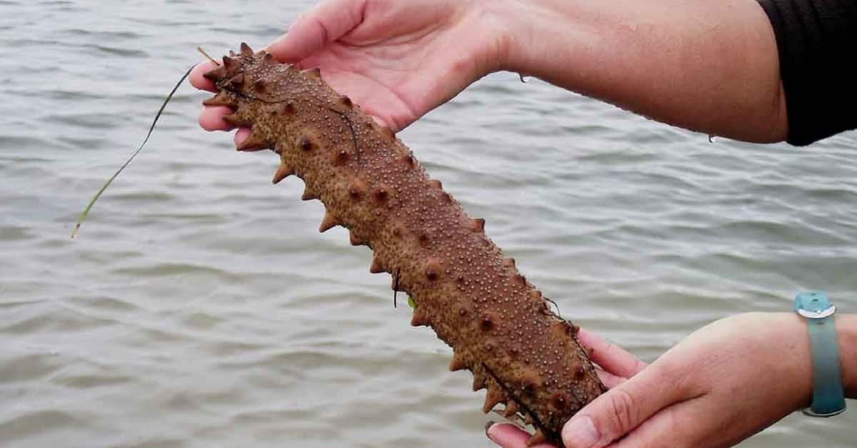 Pepino do Mar nas Mãos de uma Pessoa