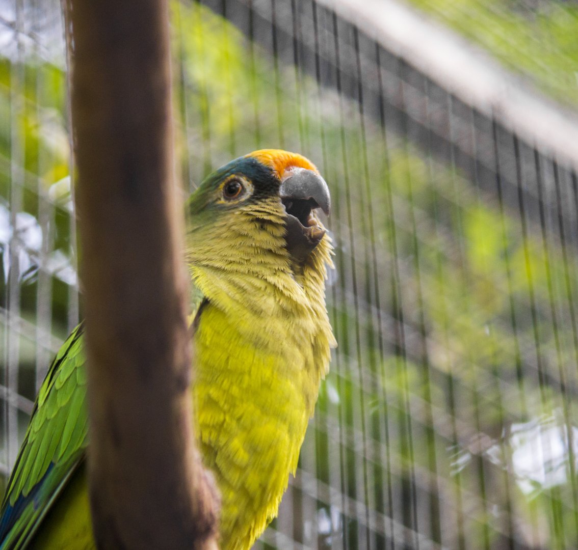 Descubra a Beleza da Jandaia-Coquinho