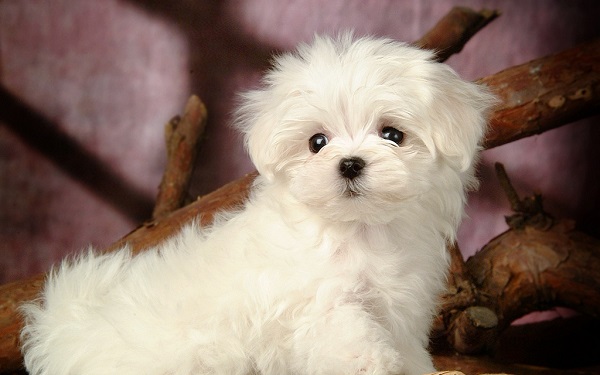Curiosidades da Raça de Cachorro Maltês e Fatos Interessantes