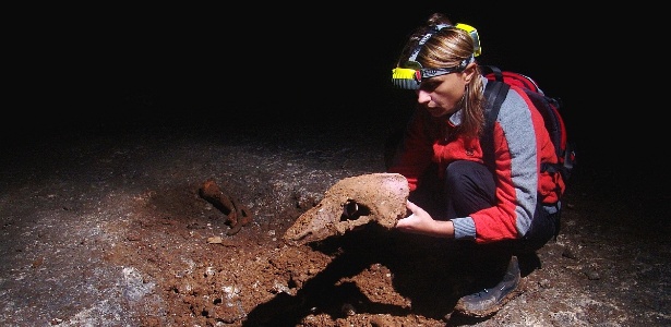 Pesquisador Segura Crânio De Um Urso-Das-Cavernas, Extinto Há 25 Mil Anos