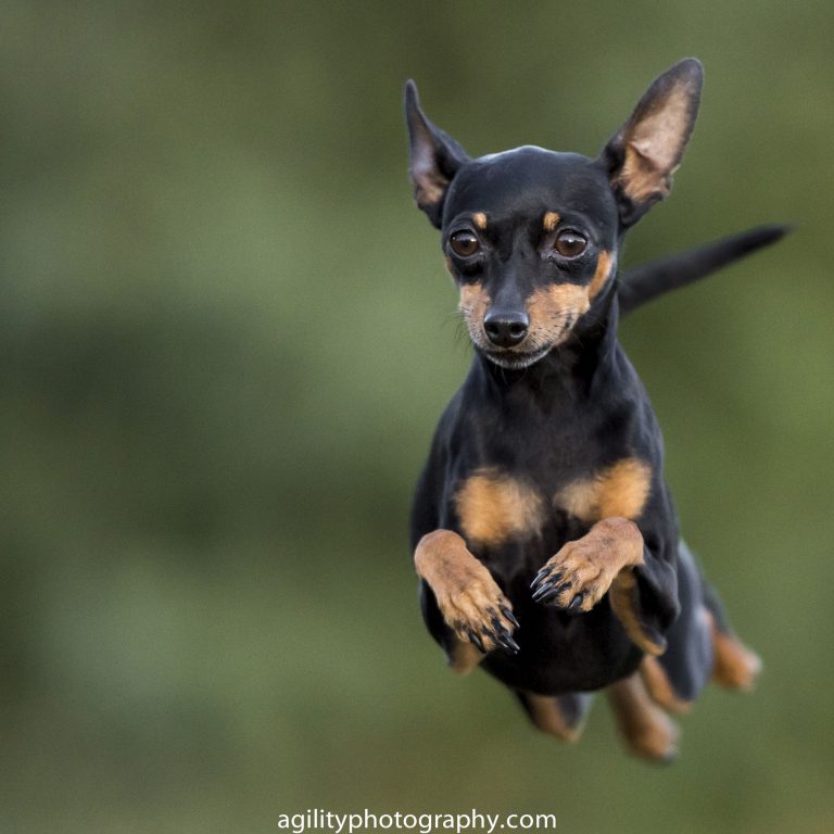 Diferenças De Tamanho Entre Pinscher 0, 1, 2, 3 E 4 Mundo Ecologia