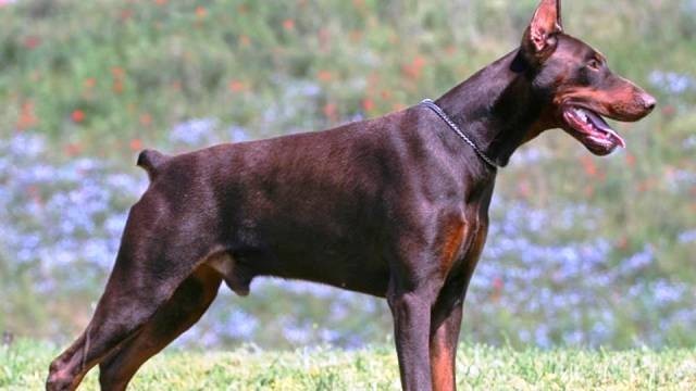 Pinscher Gigante Marrom