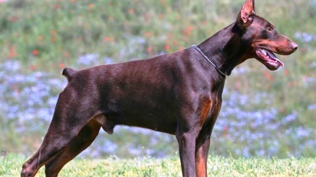 Pinscher Gigante Marrom 