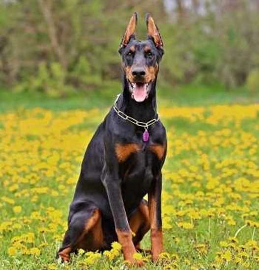 Pinscher do Doberman 