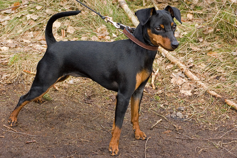 Pinscher na Coleira