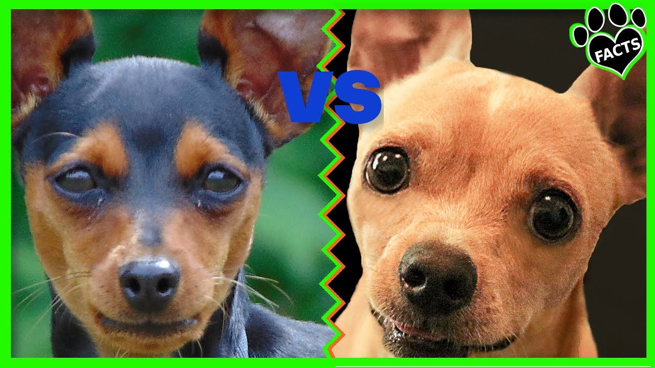 Diferenças Entre o Pinscher Miniatura e o Chihuahua