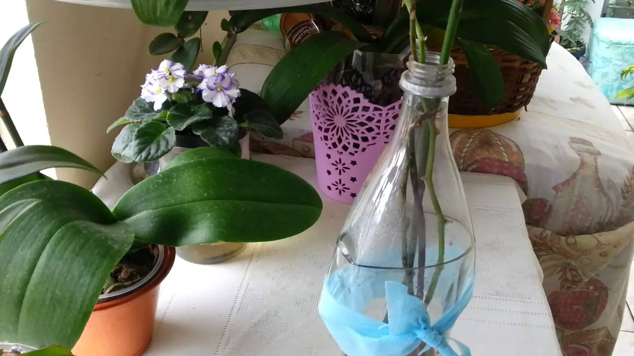 Plantar a Haste Da Orquídea no Vaso