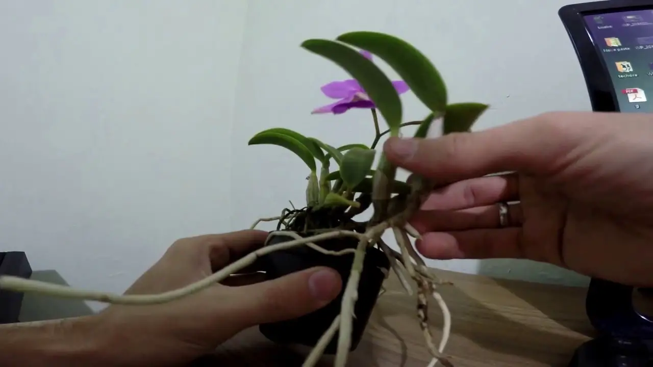 Como Plantar a Haste da Orquídea | Mundo Ecologia