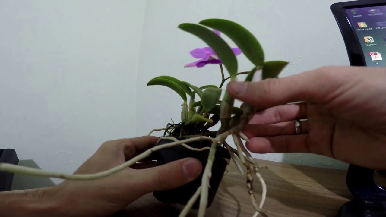 Como Plantar a Haste da Orquídea
