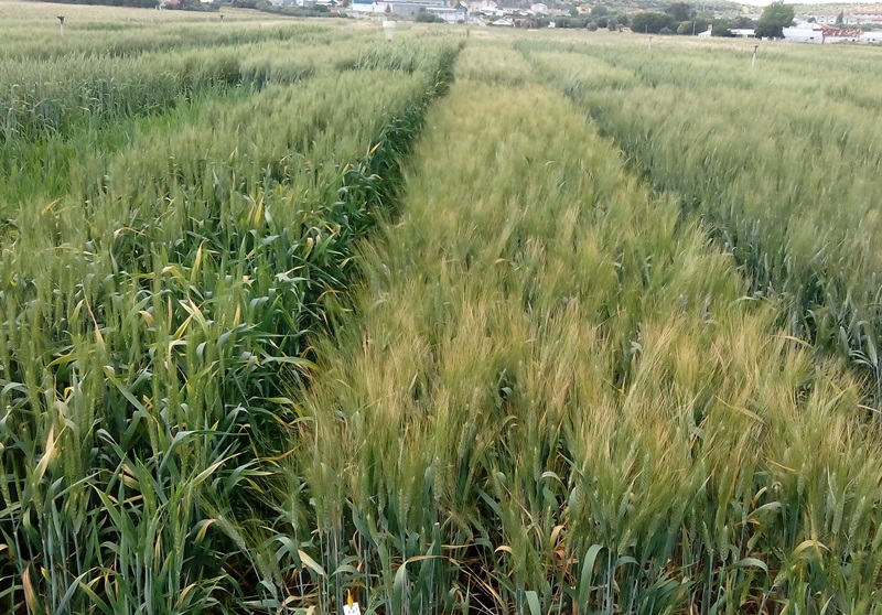 Plantação de Trigo