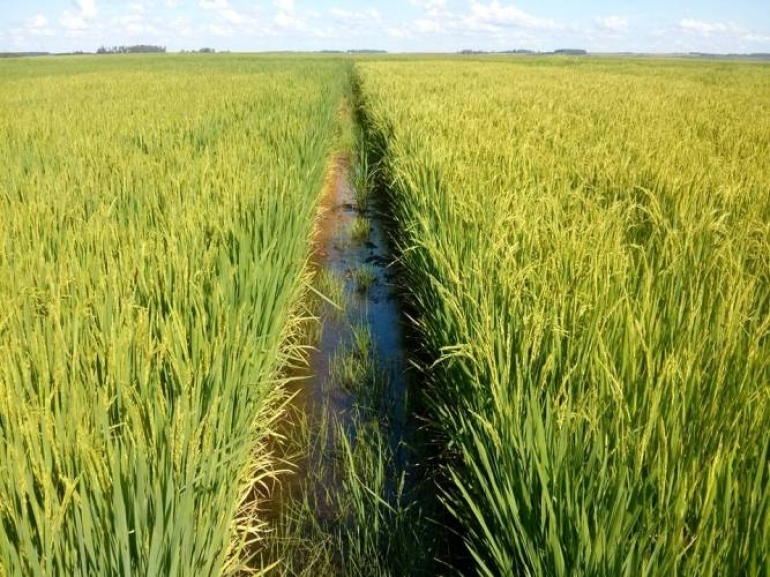 Preparo do Solo Para Arroz e Tipos de Solos Ideais Para o Plantio