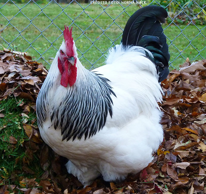 Plumagem da Galinha Sussex