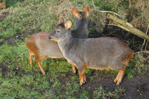 Pudu Mephistophiles