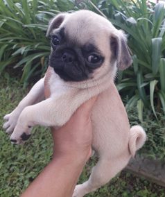 Pug Cresce Até Quantos Meses? Com Que Tamanho e Peso Ficam?