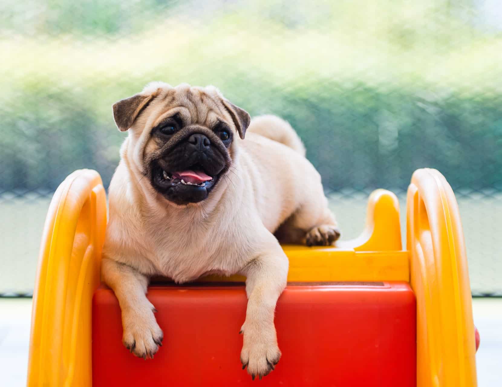 Pug é Bagunceiro? Dá pra Ter em Apartamento?